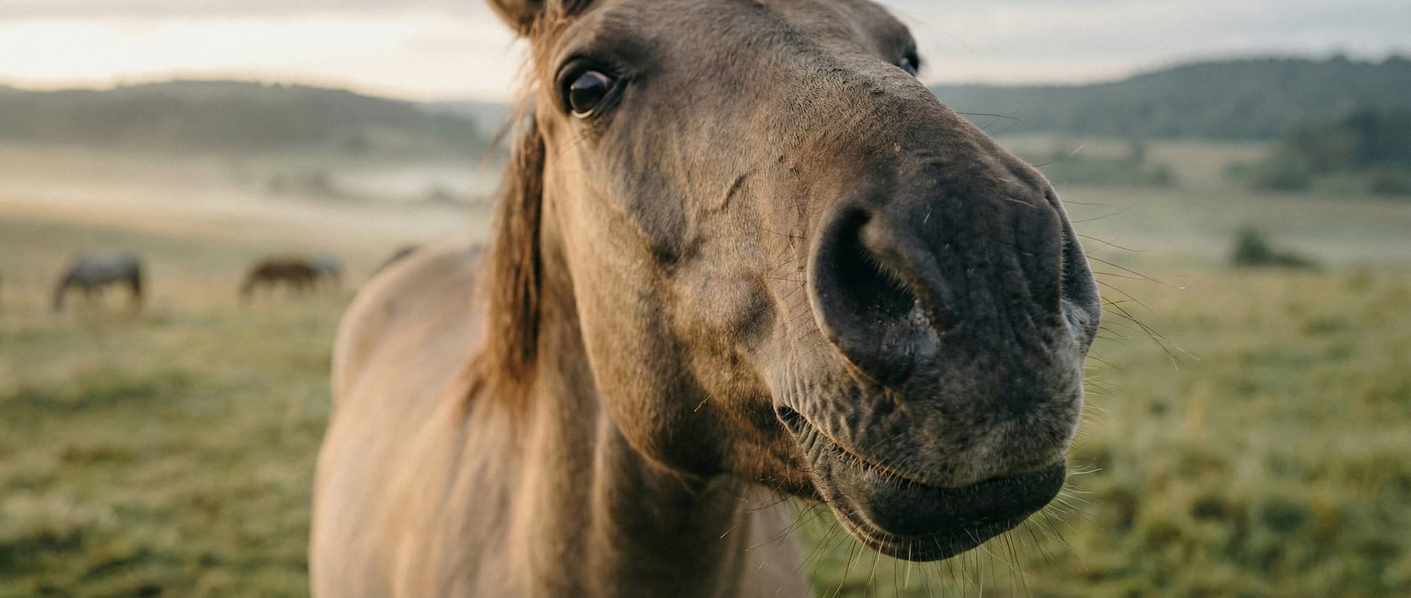 Equine Notion: No Riding, No Training | Nobuyuki Nonaka